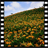 2004-lily-03