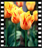 mffa_038