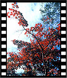 2006ysm-054