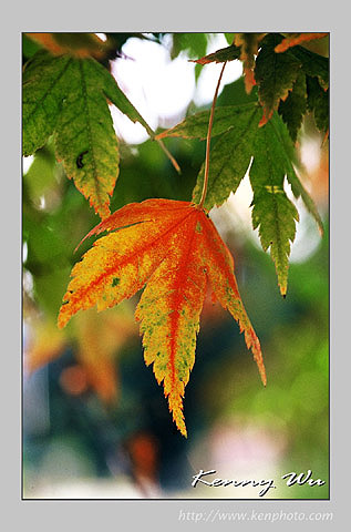 autumn_27