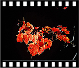 autumn_23