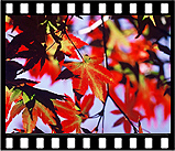 autumn_26