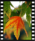 autumn_27