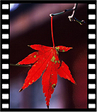 autumn_28