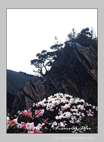azalea_m51