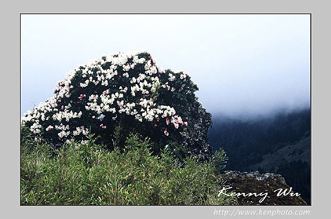 azalea_m57