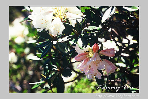 azalea_m63
