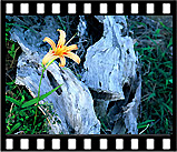 day_lily_l13