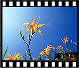 day_lily_l21