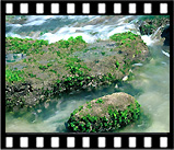 gr_reef_23