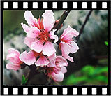 peach_27