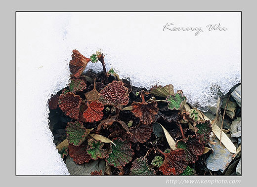 snow-m23